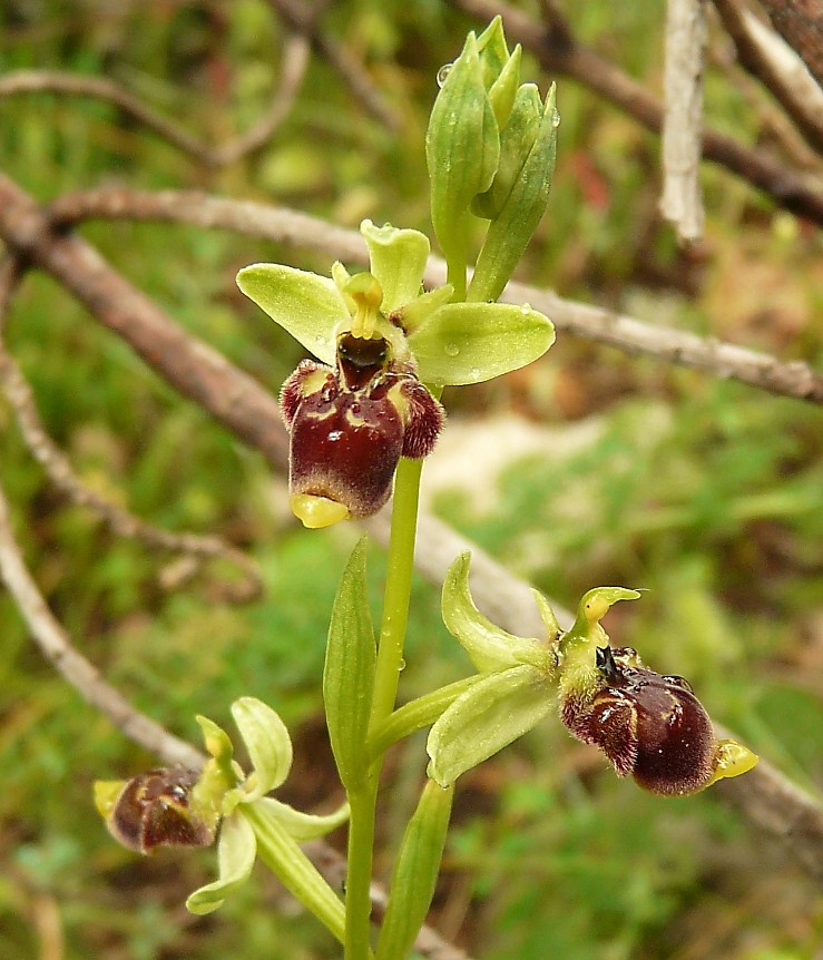 Ophrys scolopax